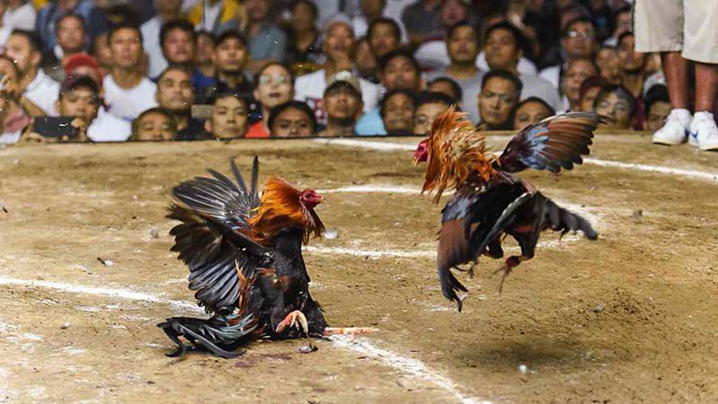 Đá gà đông timor là gì? Làm thế nào có thể xem đá gà? 4 Đá gà đông timor 4