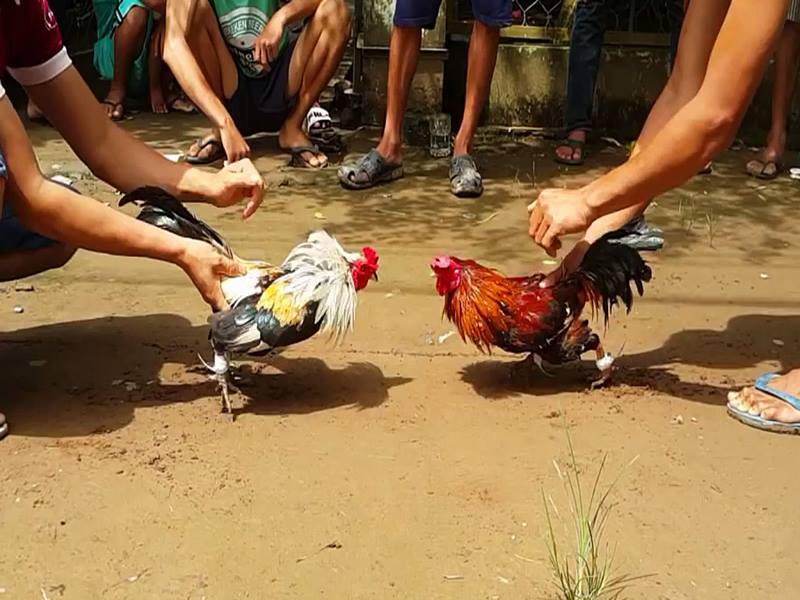 Xem đá gà phát lại ở đâu? Làm thế nào để xem đá gà phát lại? 4 Đá gà phát lại 4