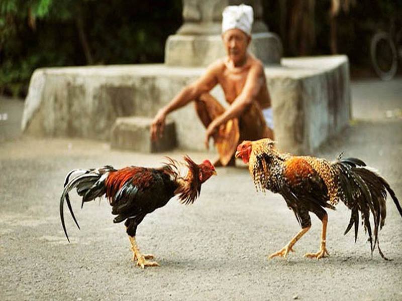 Đá gà thomo bình luận - sự lựa chọn của những của người giỏi 4 Đá gà thomo bình luận 4