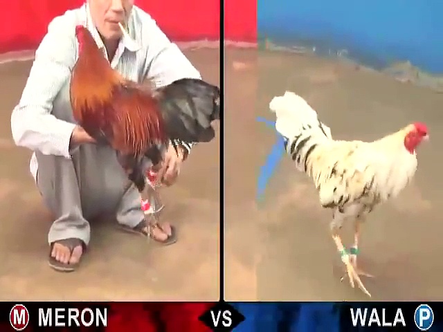 Cập nhật đến các bạn những video đá gà thomo mới nhất 5 Video đá gà thomo mới nhất 5